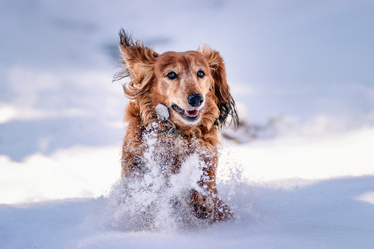 雪地里奔跑的宠物犬