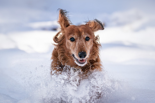 雪地里奔跑的宠物犬