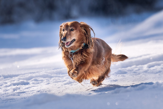 雪地里奔跑的宠物犬