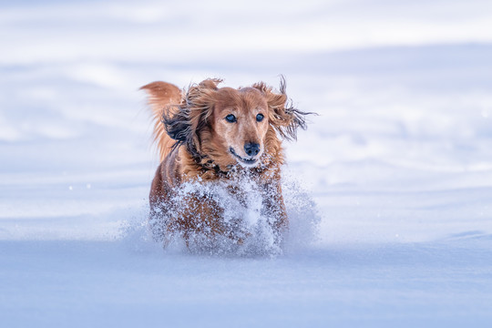 雪地里奔跑的宠物犬