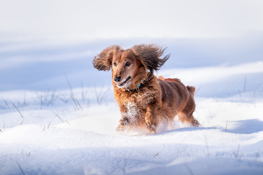 雪地里奔跑的宠物犬