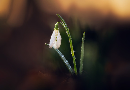 水仙花