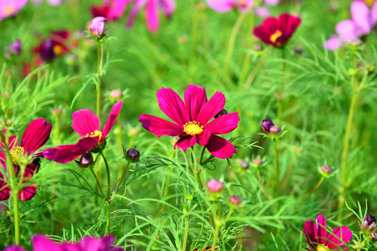 格桑花