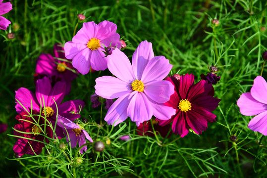 高清格桑花