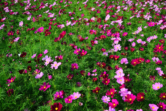 格桑花海