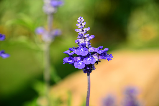 薰衣草