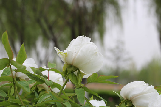 芍药花