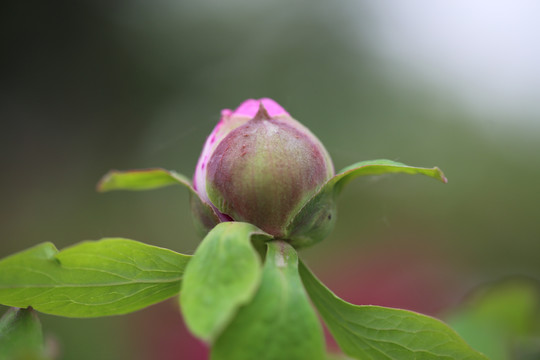 牡丹花花苞