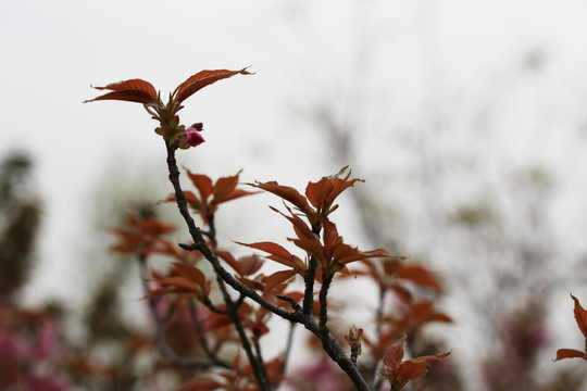 桃花