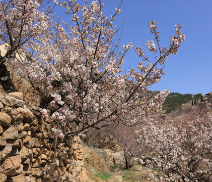 春天樱桃树
