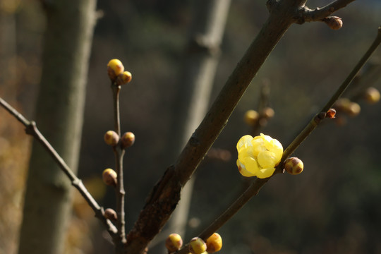 腊梅花