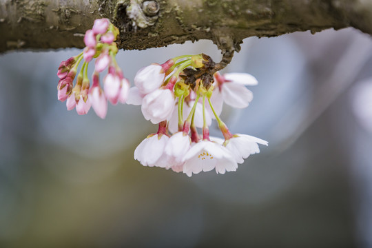 樱花