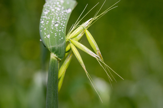 芒