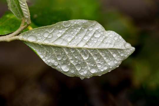 绿叶水珠