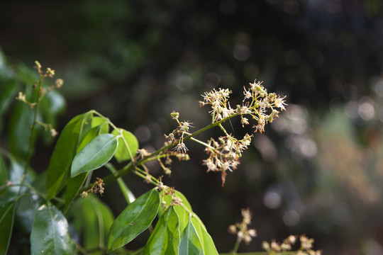 荔枝花开