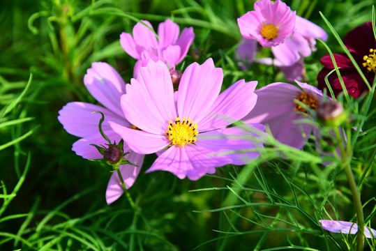 高清格桑花