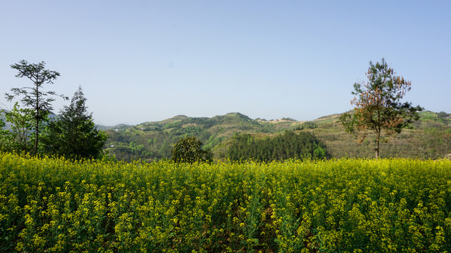 县河阳坡寨油菜基地