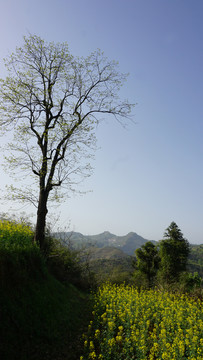 县河阳坡寨大树