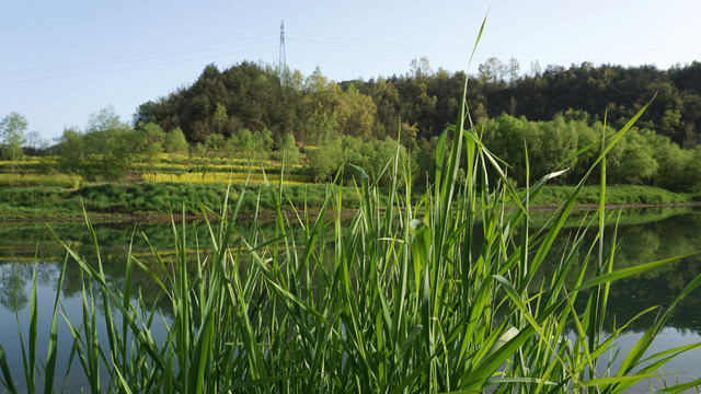 县河阳坡寨水草