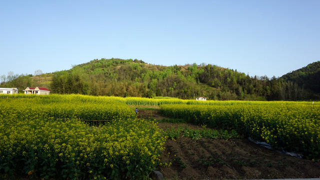 县河阳坡寨油菜花