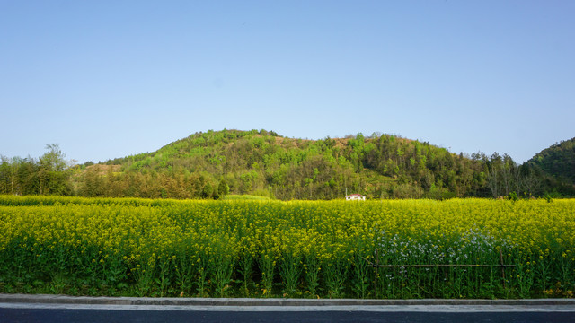 县河阳坡寨油菜