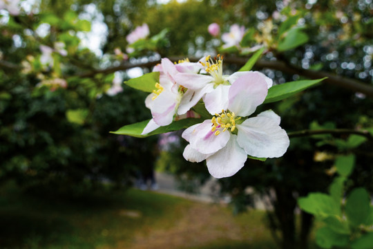 苹果花