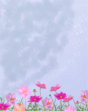 秋英花卉背景