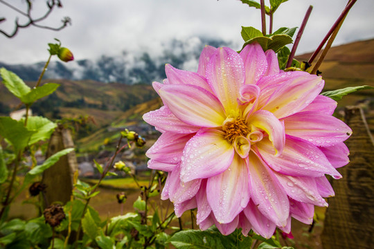 大丽菊