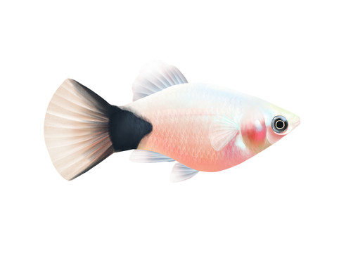 小清新寫實(shí)卡通觀賞魚類月光魚