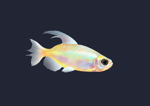 小清新寫實(shí)卡通觀賞魚類燈魚