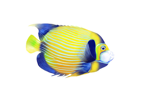 小清新寫實(shí)卡通觀賞魚類刺蓋魚