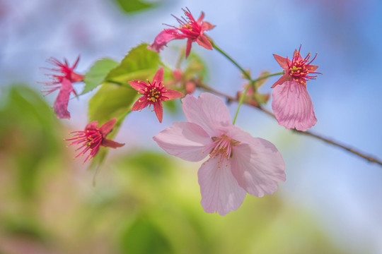 玉渊潭公园樱花