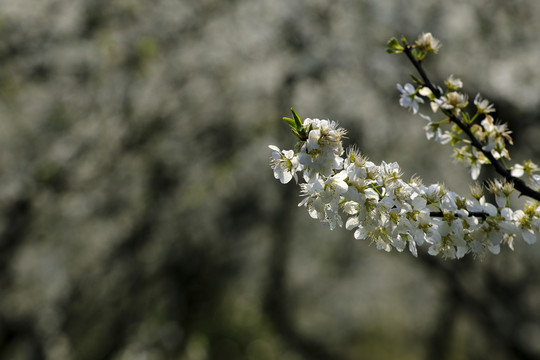 李花