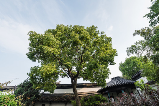 中国苏州狮子林的游廊扇亭假山