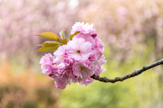 樱花