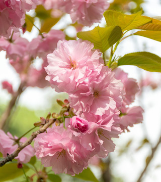 樱花