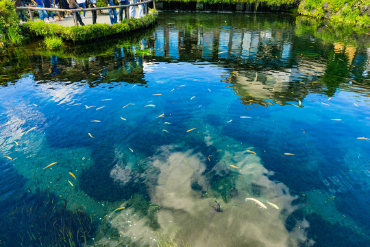 忍野八海泉水池