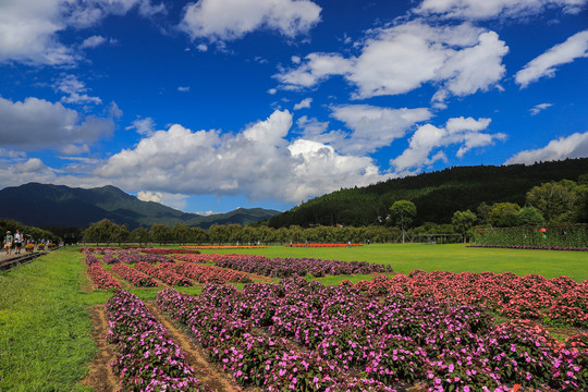 田园风光