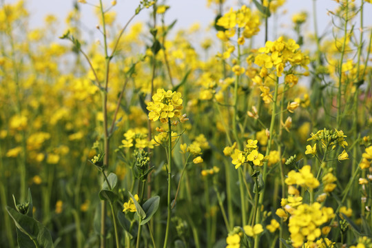 油菜花