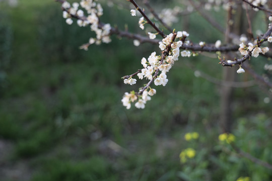 李子开花