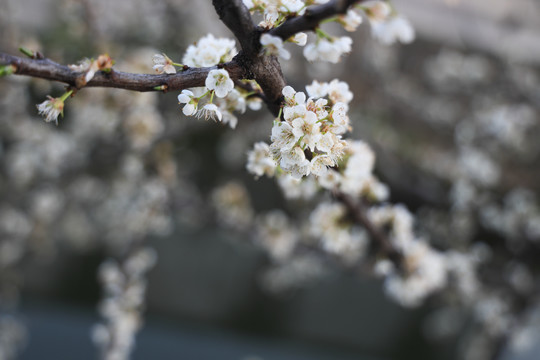 李子花