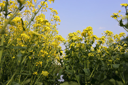 油菜花