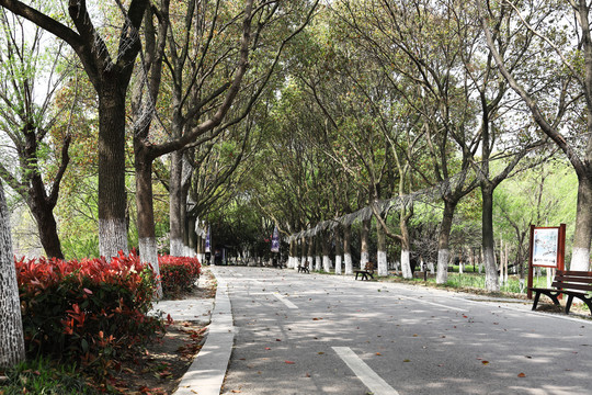 路边风景树