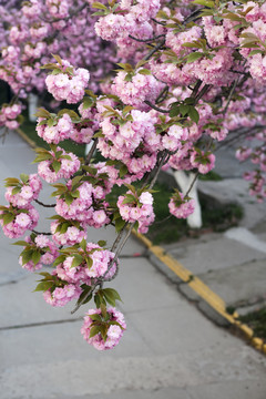 樱花烂漫时