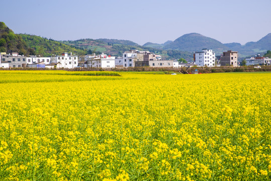 乡村油菜花田