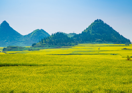 油菜花