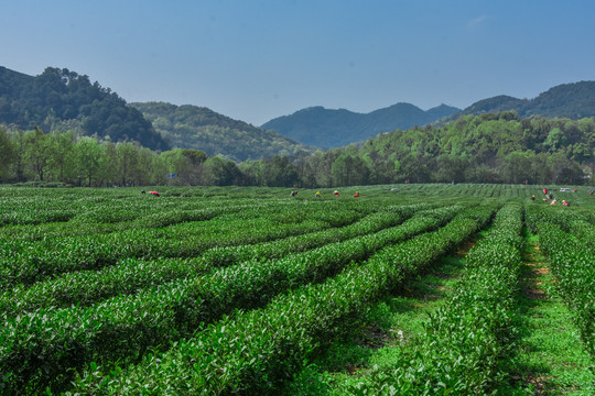 春茶