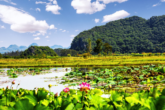 三生三世十里桃花