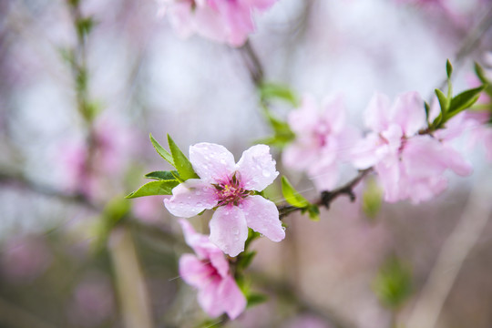 十里桃花