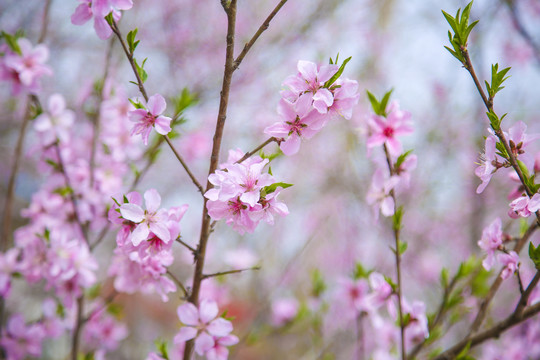 桃花源